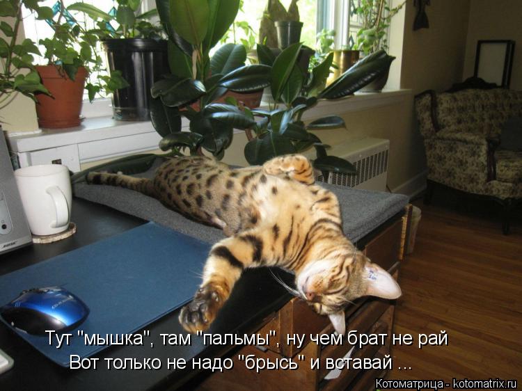 Тут "мышка", там "пальмы", ну чем брат не рай Вот только не надо "брысь" и вставай ...... Котоматрица: Тут "мышка", там "пальмы", ну чем брат не рай Вот только не надо "брысь" и вставай ...
