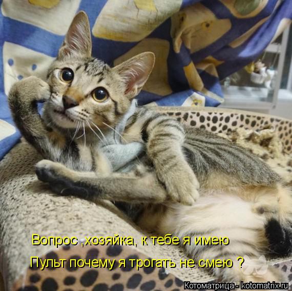Вопрос ,хозяйка, к тебе я имею Пульт почему я трогать не смею ?... Котоматрица: Вопрос ,хозяйка, к тебе я имею Пульт почему я трогать не смею ?