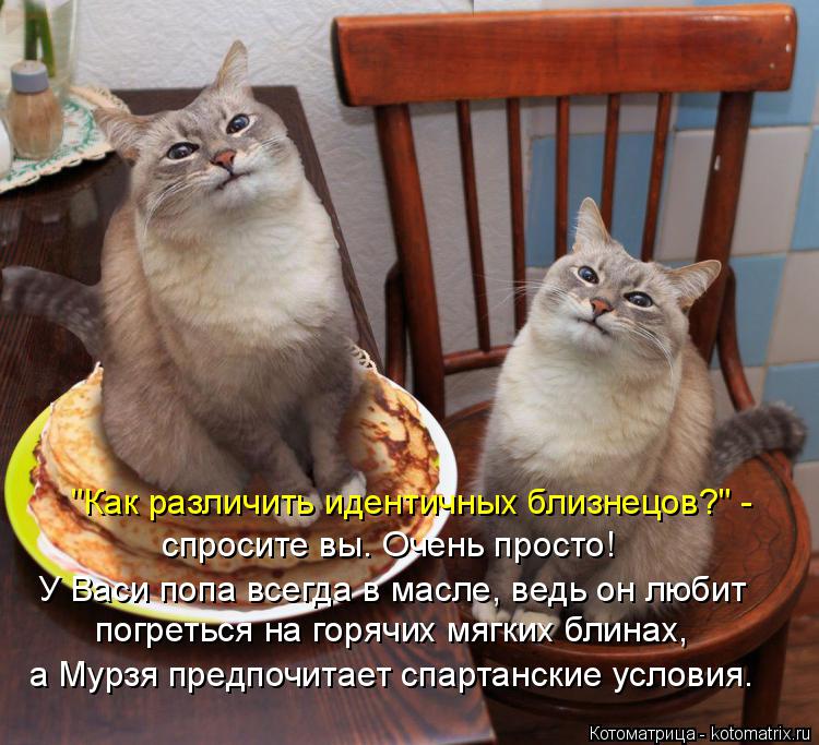 "Как различить идентичных близнецов?" - спросите вы. Очень просто! У Васи попа всегда в масле, ведь ... Котоматрица: "Как различить идентичных близнецов?" - спросите вы. Очень просто! У Васи попа всегда в масле, ведь он любит погреться на горячих мягких блин