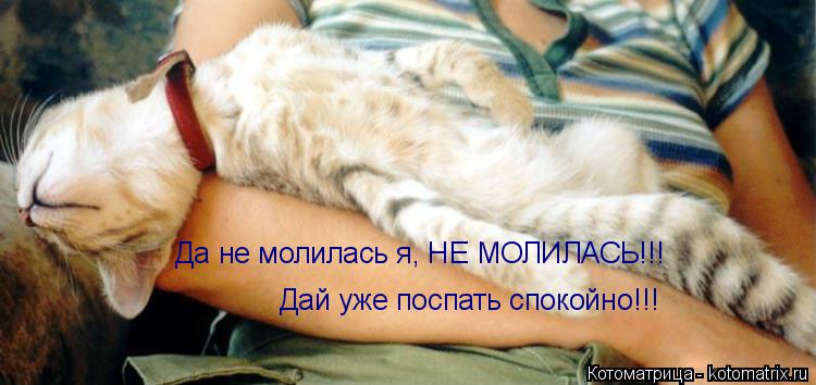 Да не молилась я, НЕ МОЛИЛАСЬ!!! Дай уже поспать спокойно!!!... Котоматрица: Да не молилась я, НЕ МОЛИЛАСЬ!!! Дай уже поспать спокойно!!!