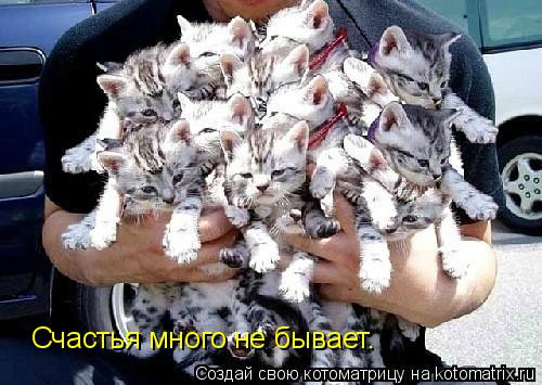 Счастья много не бывает.... Котоматрица: Счастья много не бывает.
