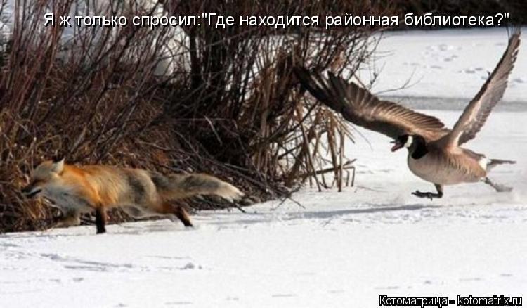 Я ж только спросил:"Где находится районная библиотека?"... Котоматрица: Я ж только спросил:"Где находится районная библиотека?"