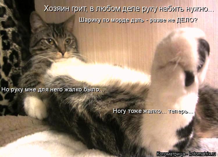 Ногу тоже жалко... теперь... Хозяин грит, в любом деле руку набить нужно... Шарику по морде дать - ра... Котоматрица: Ногу тоже жалко... теперь... Хозяин грит, в любом деле руку набить нужно... Шарику по морде дать - разве не ДЕЛО? Но руку мне для него жалко было...