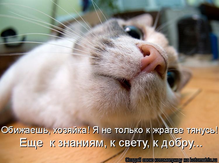 Обижаешь, хозяйка! Я не только к жратве тянусь! Еще к знаниям, к свету, к добру...... Котоматрица: Обижаешь, хозяйка! Я не только к жратве тянусь! Еще к знаниям, к свету, к добру...