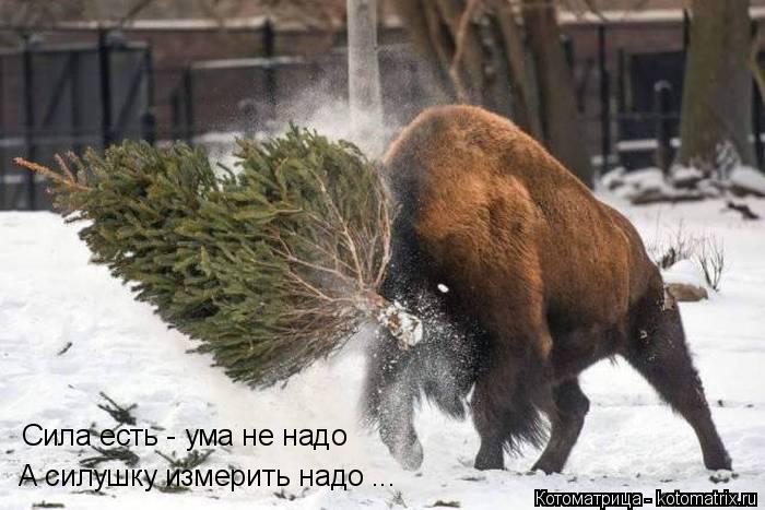 Сила есть - ума не надо А силушку измерить надо ...... Котоматрица: Сила есть - ума не надо А силушку измерить надо ...