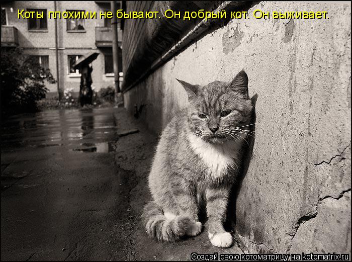 Коты плохими не бывают. Он добрый кот. Он выживает.... Котоматрица: Коты плохими не бывают. Он добрый кот. Он выживает.