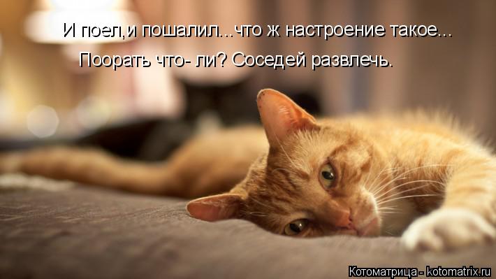 И поел,и пошалил...что ж настроение такое... Поорать что- ли? Соседей развлечь.... Котоматрица: И поел,и пошалил...что ж настроение такое... Поорать что- ли? Соседей развлечь.