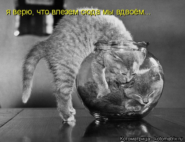 я верю, что влезем сюда мы вдвоём...... Котоматрица: я верю, что влезем сюда мы вдвоём...