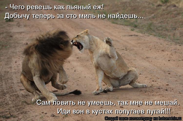 - Чего ревешь как пьяный еж! Добычу теперь за сто миль не найдешь... Иди вон в кустах попугаев пугай!... Котоматрица: - Чего ревешь как пьяный еж! Добычу теперь за сто миль не найдешь... Иди вон в кустах попугаев пугай!!! Сам ловить не умеешь, так мне не мешай.