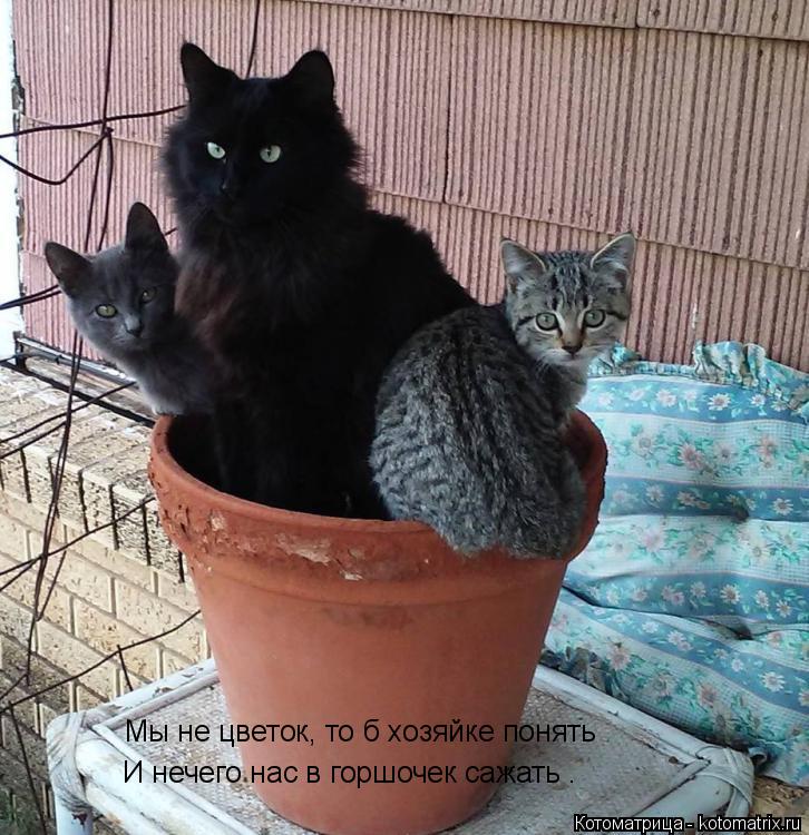 Мы не цветок, то б хозяйке понять И нечего нас в горшочек сажать .... Котоматрица: Мы не цветок, то б хозяйке понять И нечего нас в горшочек сажать .