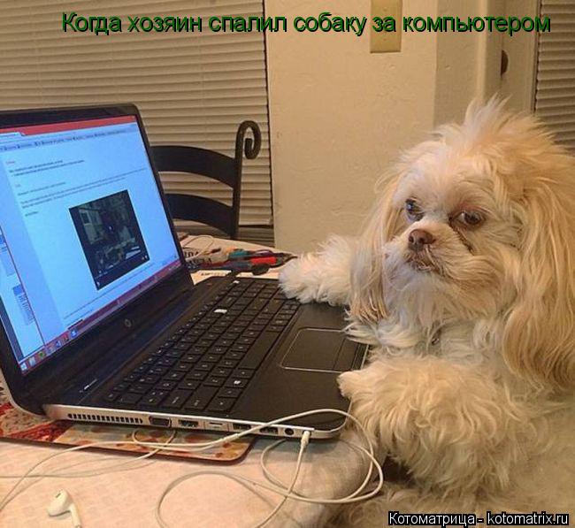 Когда хозяин спалил собаку за компьютером... Котоматрица: Когда хозяин спалил собаку за компьютером
