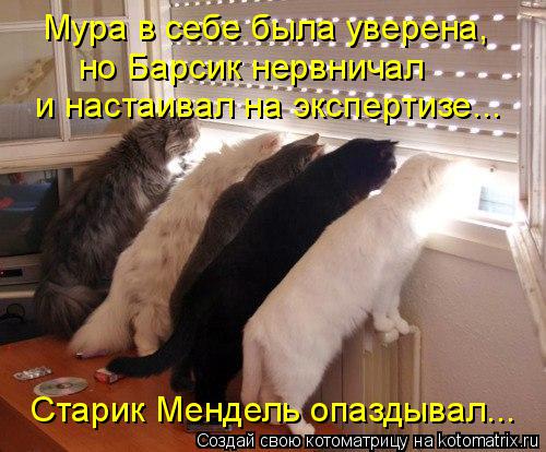 Мура в себе была уверена, но Барсик нервничал и настаивал на экспертизе... Старик Мендель опаздывал... Котоматрица: Мура в себе была уверена, но Барсик нервничал и настаивал на экспертизе... Старик Мендель опаздывал...