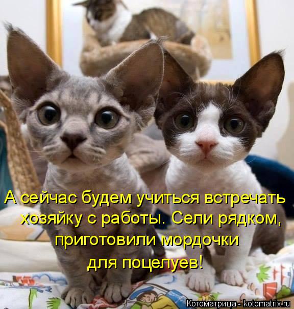 А сейчас будем учиться встречать хозяйку с работы. Сели рядком, приготовили мордочки для поцелуев!... Котоматрица: А сейчас будем учиться встречать хозяйку с работы. Сели рядком, приготовили мордочки для поцелуев!
