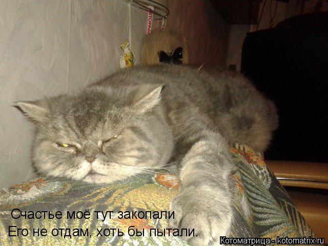 Счастье моё тут закопали Его не отдам, хоть бы пытали.... Котоматрица: Счастье моё тут закопали Его не отдам, хоть бы пытали.
