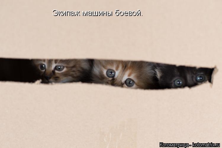 Экипаж машины боевой.... Котоматрица: Экипаж машины боевой.
