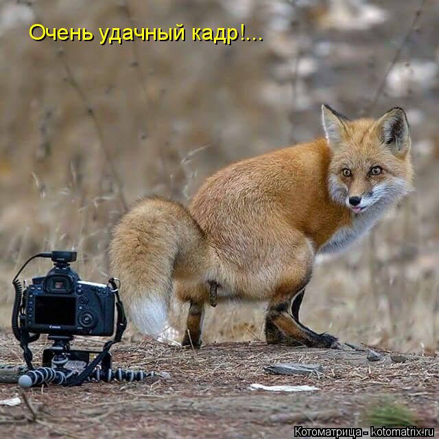 Очень удачный кадр!...... Котоматрица: Очень удачный кадр!...