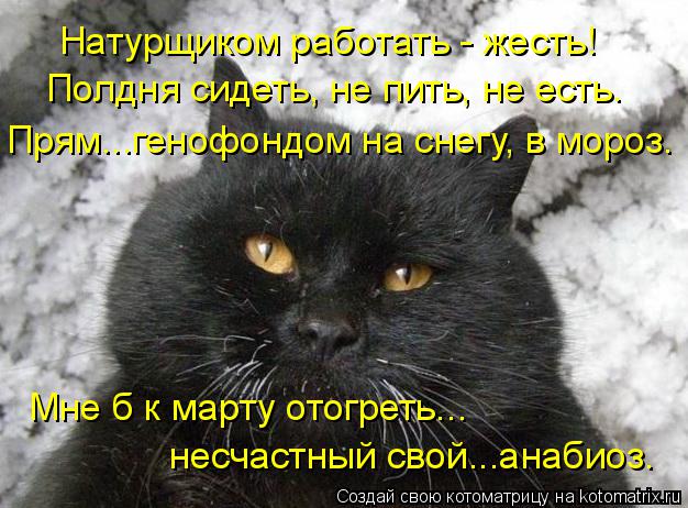 Натурщиком работать - жесть! Полдня сидеть, не пить, не есть. Прям...генофондом на снегу, в мороз. Мн... Котоматрица: Натурщиком работать - жесть! Полдня сидеть, не пить, не есть. Прям...генофондом на снегу, в мороз. Мне б к марту отогреть... несчастный свой...ана