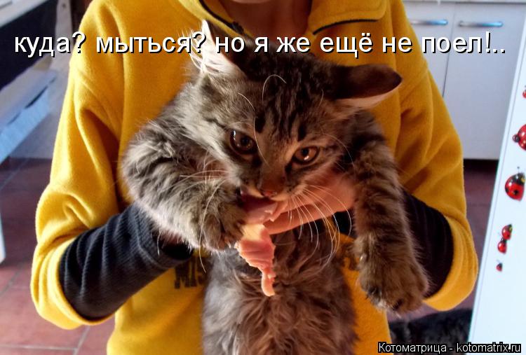 куда? мыться? но я же ещё не поел!..... Котоматрица: куда? мыться? но я же ещё не поел!..