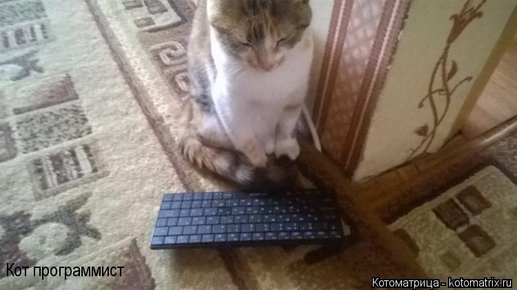 Кот программист... Котоматрица: Кот программист