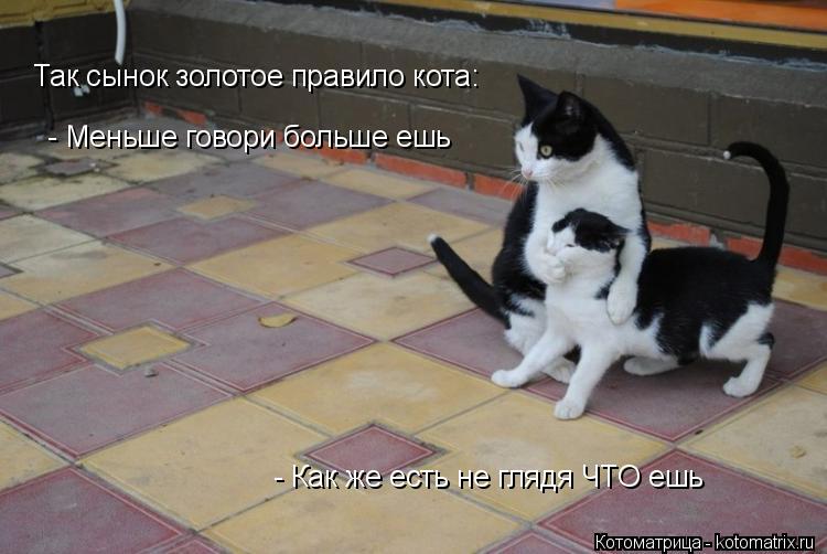 Так сынок золотое правило кота: - Меньше говори больше ешь - Как же есть не глядя ЧТО ешь... Котоматрица: Так сынок золотое правило кота: - Меньше говори больше ешь - Как же есть не глядя ЧТО ешь