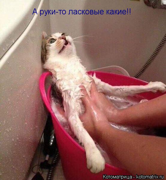 А руки-то ласковые какие!!... Котоматрица: А руки-то ласковые какие!!
