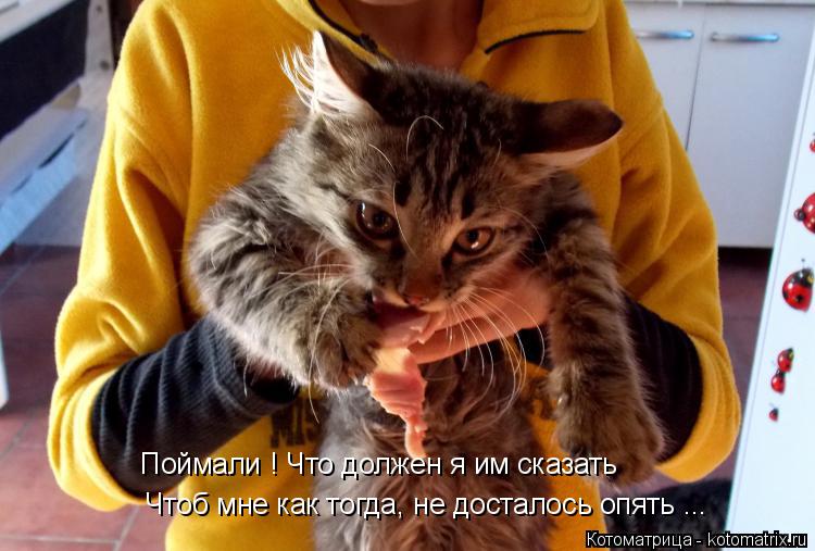 Поймали ! Что должен я им сказать Чтоб мне как тогда, не досталось опять ...... Котоматрица: Поймали ! Что должен я им сказать Чтоб мне как тогда, не досталось опять ...