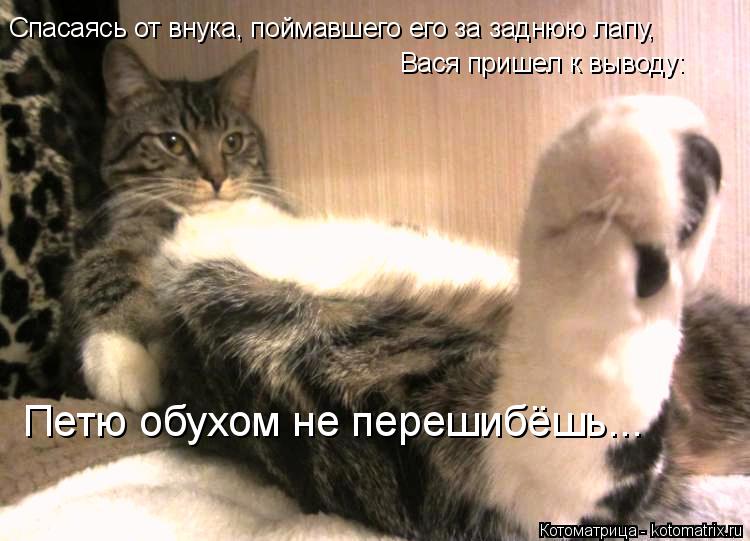 Петю обухом не перешибёшь... Спасаясь от внука, поймавшего его за заднюю лапу, Вася пришел к выводу:... Котоматрица: Петю обухом не перешибёшь... Спасаясь от внука, поймавшего его за заднюю лапу, Вася пришел к выводу: