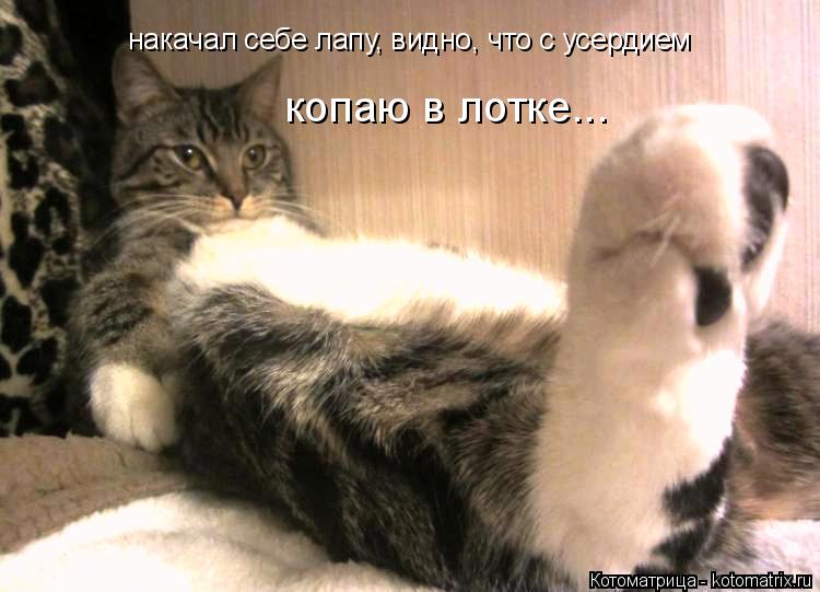 накачал себе лапу, видно, что с усердием копаю в лотке...... Котоматрица: накачал себе лапу, видно, что с усердием копаю в лотке...