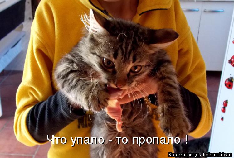 Что упало - то пропало !... Котоматрица: Что упало - то пропало !
