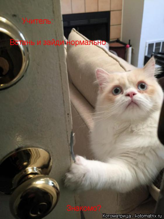 Учитель: Встань и зайди нормально Знакомо?... Котоматрица: Учитель: Встань и зайди нормально Знакомо?