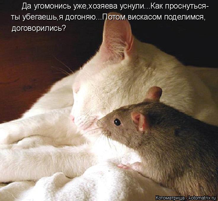 Да угомонись уже,хозяева уснули...Как проснуться- ты убегаешь,я догоняю...Потом вискасом поделимся, д... Котоматрица: Да угомонись уже,хозяева уснули...Как проснуться- ты убегаешь,я догоняю...Потом вискасом поделимся, договорились?