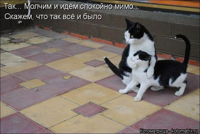 Так... Молчим и идём спокойно мимо... Скажем, что так всё и было Так... Молчим и идём спокойно мимо..... Котоматрица: Так... Молчим и идём спокойно мимо... Скажем, что так всё и было Так... Молчим и идём спокойно мимо... Скажем, что так всё и было