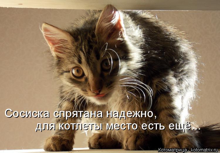 Сосиска спрятана надежно, для котлеты место есть ещё...... Котоматрица: Сосиска спрятана надежно, для котлеты место есть ещё...