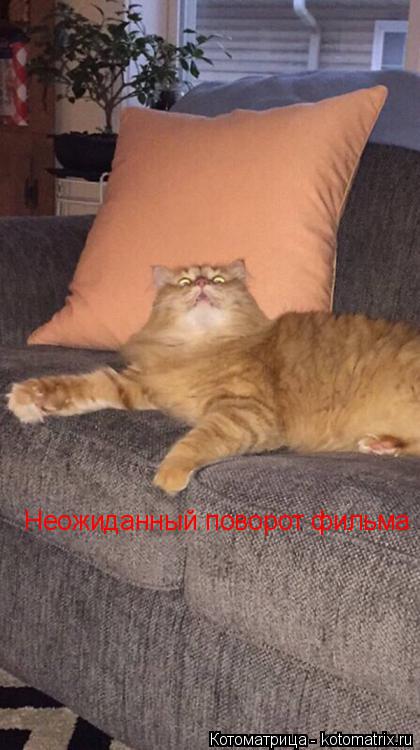 Неожиданный поворот фильма... Котоматрица: Неожиданный поворот фильма