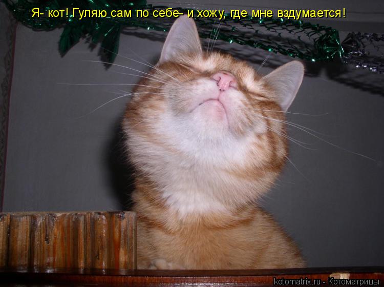 Я- кот! Гуляю сам по себе- и хожу, где мне вздумается!... Котоматрица: Я- кот! Гуляю сам по себе- и хожу, где мне вздумается!