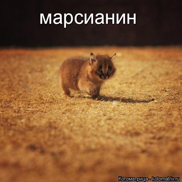 марсианин... Котоматрица: марсианин