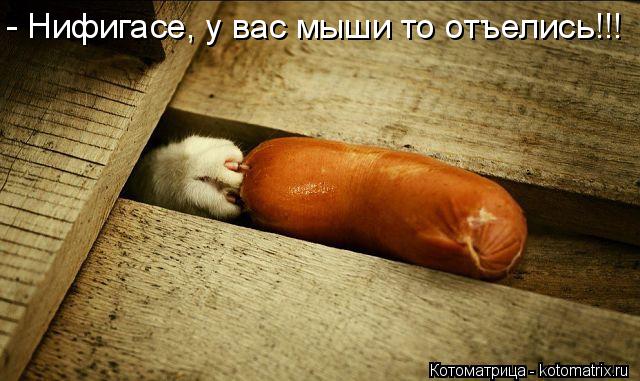 - Нифигасе, у вас мыши то отъелись!!!... Котоматрица: - Нифигасе, у вас мыши то отъелись!!!