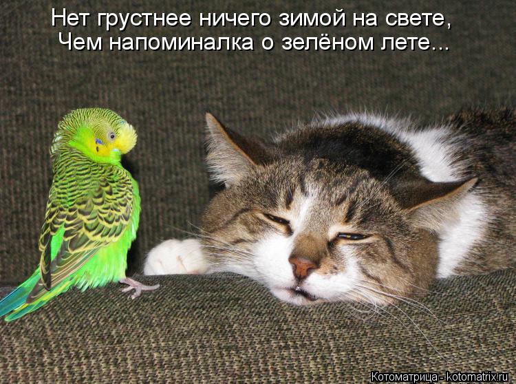 Нет грустнее ничего зимой на свете, Чем напоминалка о зелёном лете...... Котоматрица: Нет грустнее ничего зимой на свете, Чем напоминалка о зелёном лете...