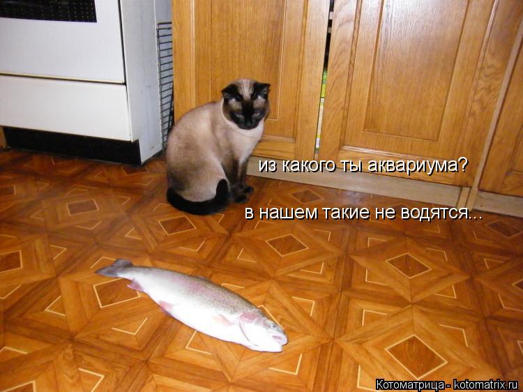 из какого ты аквариума? в нашем такие не водятся...... Котоматрица: из какого ты аквариума? в нашем такие не водятся...