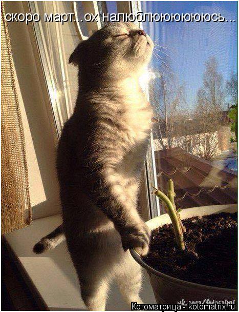 скоро март...ох налюблююююююсь...... Котоматрица: скоро март...ох налюблююююююсь...