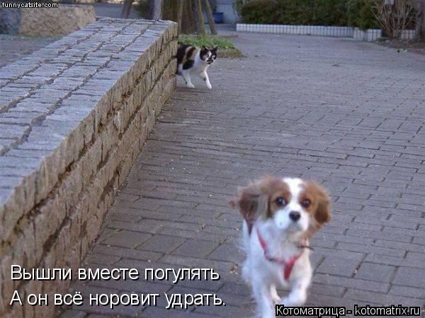 Вышли вместе погулять А он всё норовит удрать.... Котоматрица: Вышли вместе погулять А он всё норовит удрать.