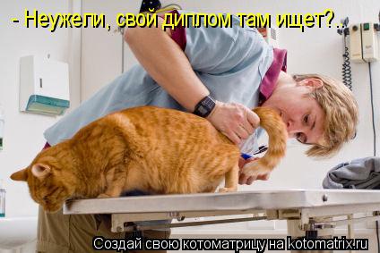 - Неужели, свой диплом там ищет?..... Котоматрица: - Неужели, свой диплом там ищет?..