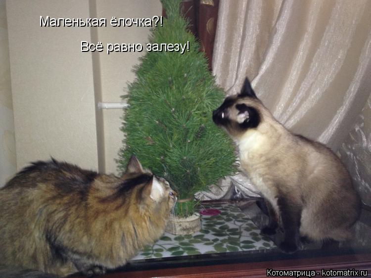Маленькая ёлочка?! Всё равно залезу!... Котоматрица: Маленькая ёлочка?! Всё равно залезу!