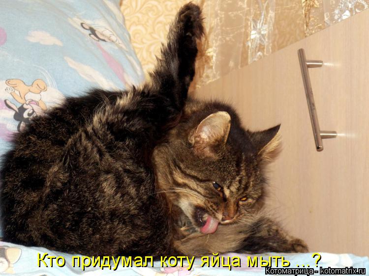 Котоматрица: Кто придумал коту яйца мыть ...?