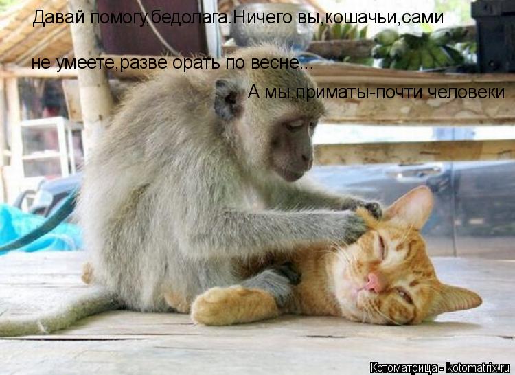 Давай помогу,бедолага.Ничего вы,кошачьи,сами не умеете,разве орать по весне... А мы,приматы-почти че... Котоматрица: Давай помогу,бедолага.Ничего вы,кошачьи,сами не умеете,разве орать по весне... А мы,приматы-почти человеки