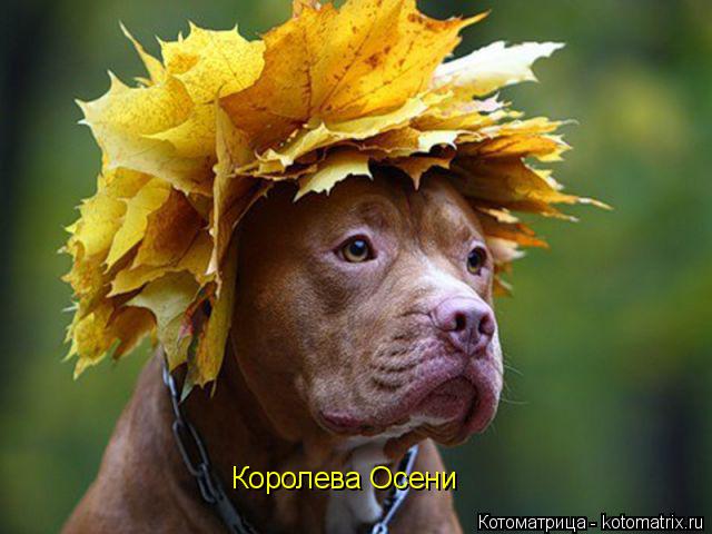 Королева Осени... Котоматрица: Королева Осени