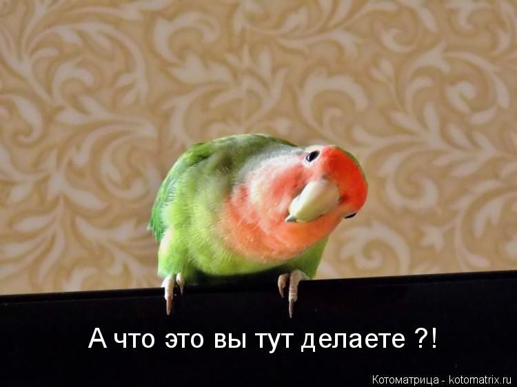 Котоматрица: А что это вы тут делаете ?!