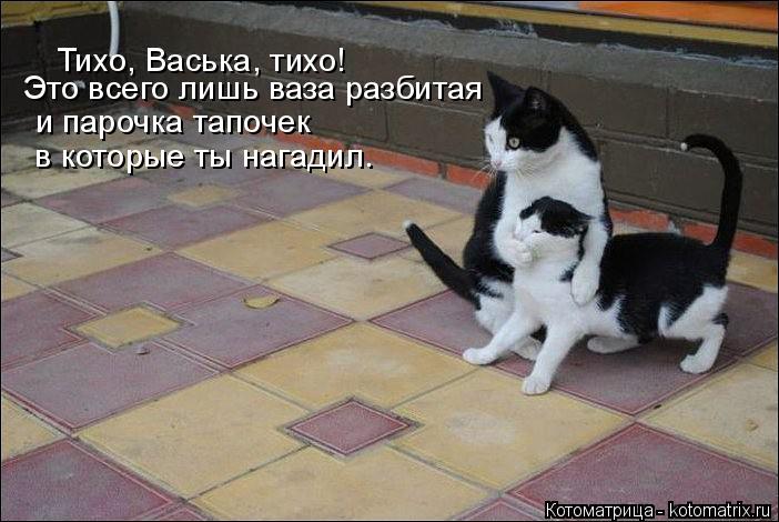 Тихо, Васька, тихо! Это всего лишь ваза разбитая и парочка тапочек в которые ты нагадил.... Котоматрица: Тихо, Васька, тихо! Это всего лишь ваза разбитая и парочка тапочек в которые ты нагадил.