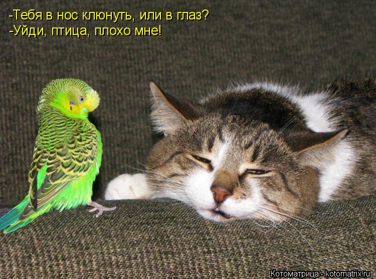 -Тебя в нос клюнуть, или в глаз? -Уйди, птица, плохо мне!... Котоматрица: -Тебя в нос клюнуть, или в глаз? -Уйди, птица, плохо мне!