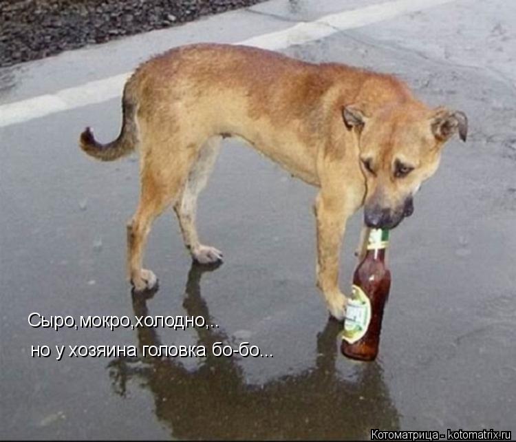 Сыро,мокро,холодно,.. но у хозяина головка бо-бо...... Котоматрица: Сыро,мокро,холодно,.. но у хозяина головка бо-бо...